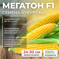 МЕГАТОН F1 семена кукурузы (Clause | Alexagro)