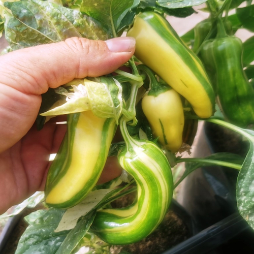 Рождественская Карамель - Разноцветный Полосатый Сладкий Перчик