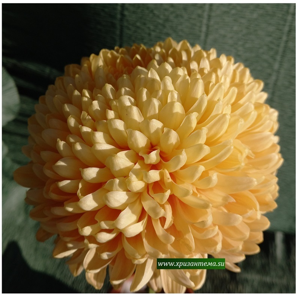 Хризантема крупноцветковая Barbara Dakin ☘  ан 8      (временно нет в наличии)