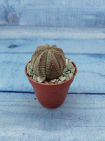 Euphoria Obesa (Эуфорбия)