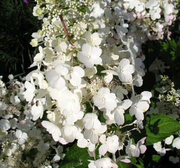 Гортензия метельчатая Ёрли Сенсейшн