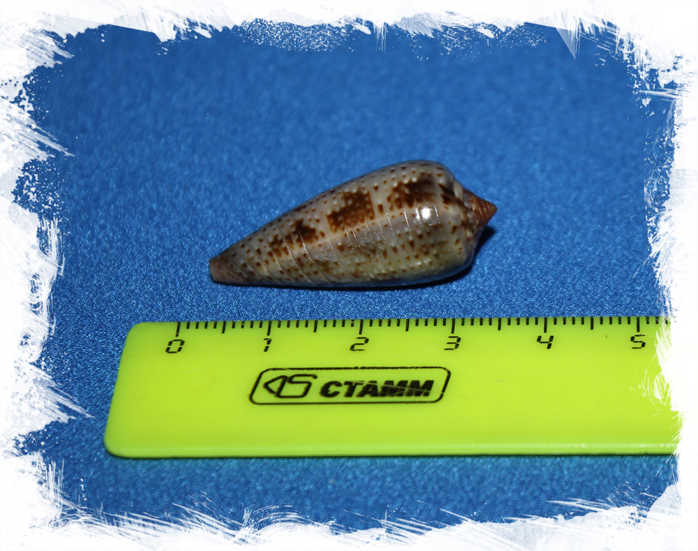 Конус цинереус (Conus Cinereus)