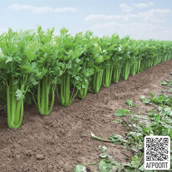 ТАНГО семена сельдерея (Bejo | Alexagro)