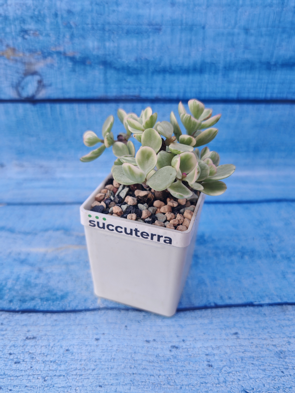 Portulacaria Afra Variegata (Портулакария)