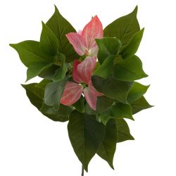 GAEM Цветок искусственный "Муссенда", L26 W24 H88 см