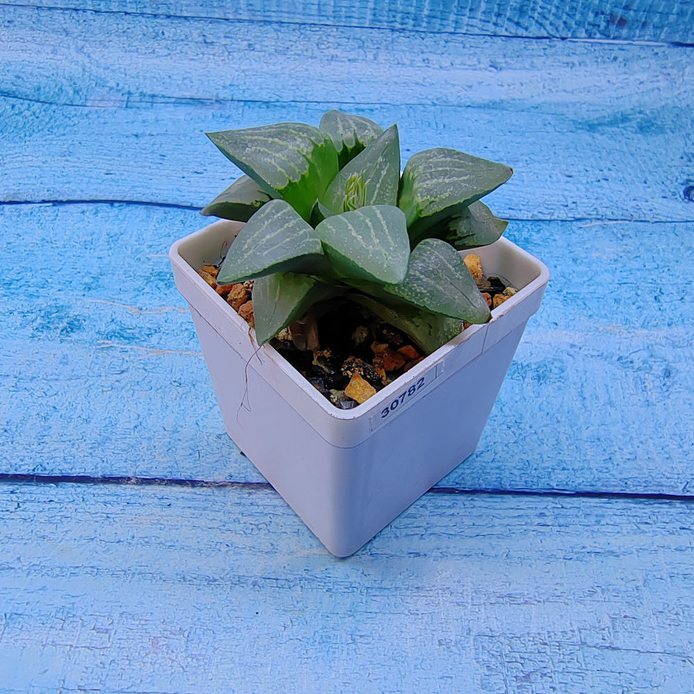 Haworthia Comptoniana Hybride hybrid (Хавортия)
