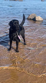 Перестёжка для собак средних и крупных пород с ручкой перехват биотан 3 м , 20 мм. Серо-зеленый с фиолетовым