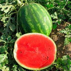 арбуз Талисман F1