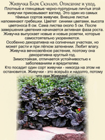 Живучка Блэк Скэллоп Черный гребешок аюга многолетник