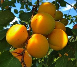 Саженцы: прием заявок на весну 2026 без предоплаты