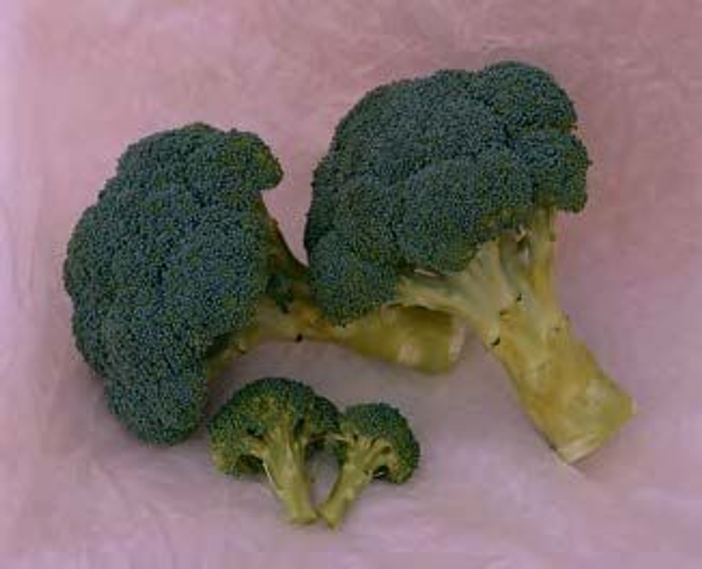 Хронос F1 семена капусты брокколи (Sakata / Саката)