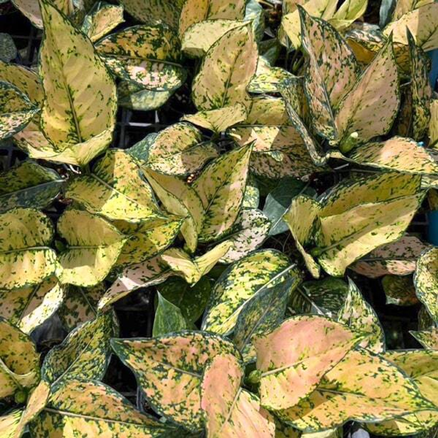 Адаптация комнатных растений