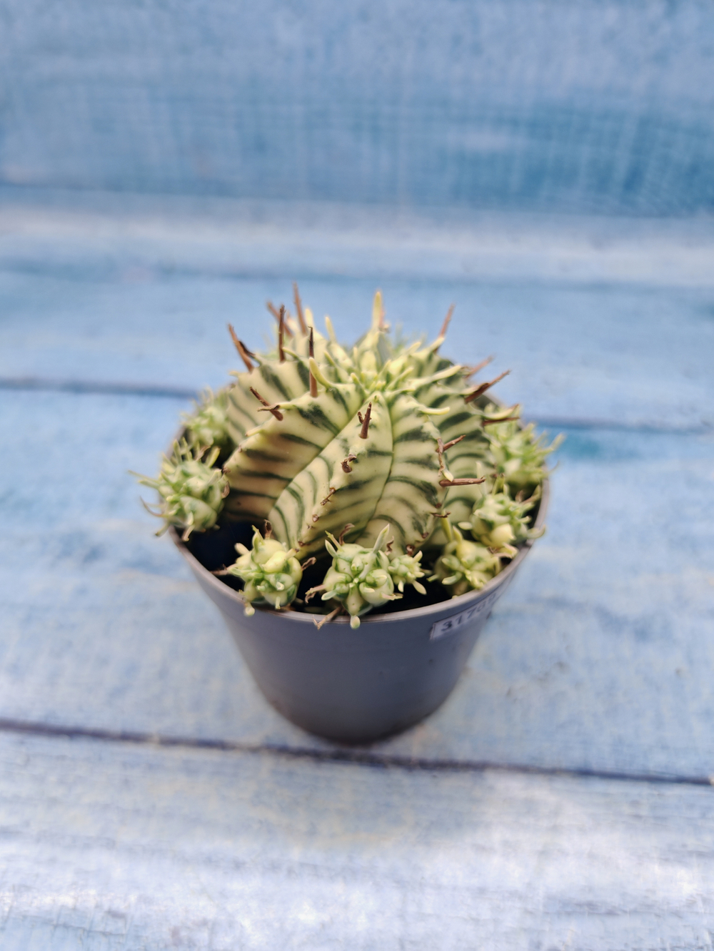 Euphorbia meloformis f. Variegated (Эуфорбия вариегатная)