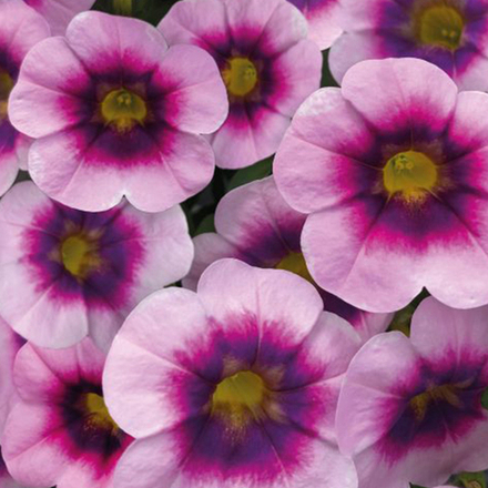ЕВРО Calibrachoa CALILOCO Illusion неукор черенок конец ноября 2025