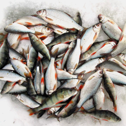 Ледобур Mora Ice Easy диаметр 150 мм [20443]