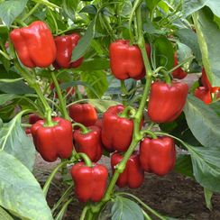 РЭД БАРОН F1 семена перца сладкого (Enza Zaden | Alexagro)