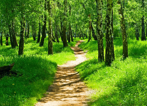 Природа 2 №45 Фотообои и Фрески ручной работы