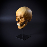 Череп человека на стойке (анатомическая модель)