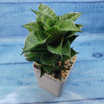 Sansevieria Mahanakorn (Сансевиерия)
