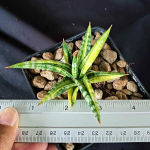 Сансевиерия BALLYII MINNIE VAR