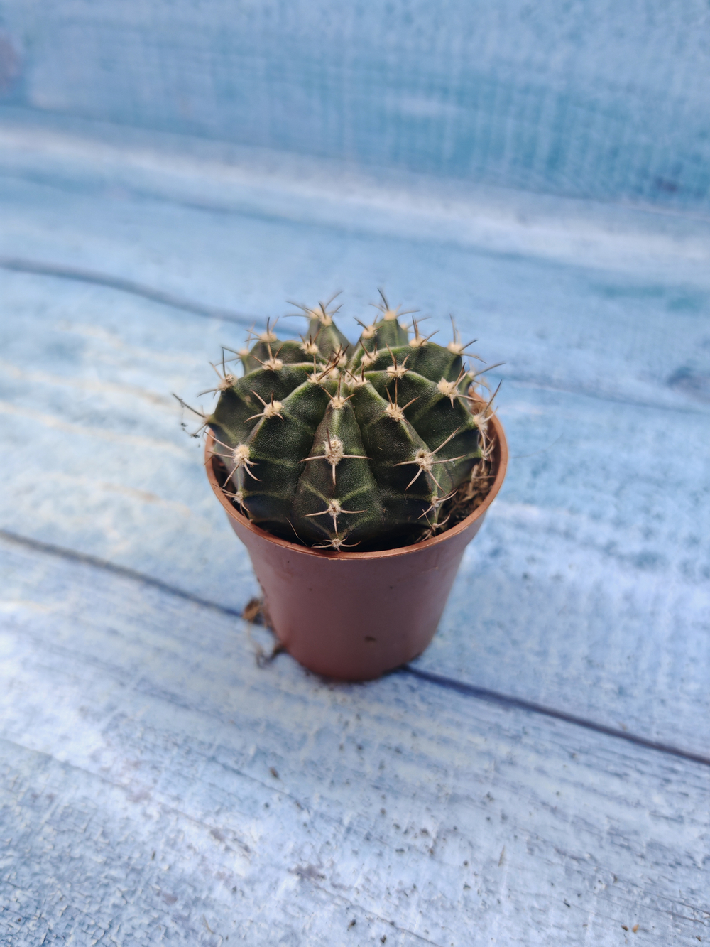 Gymnocalycium Friedrichii (Гимнокалициум)