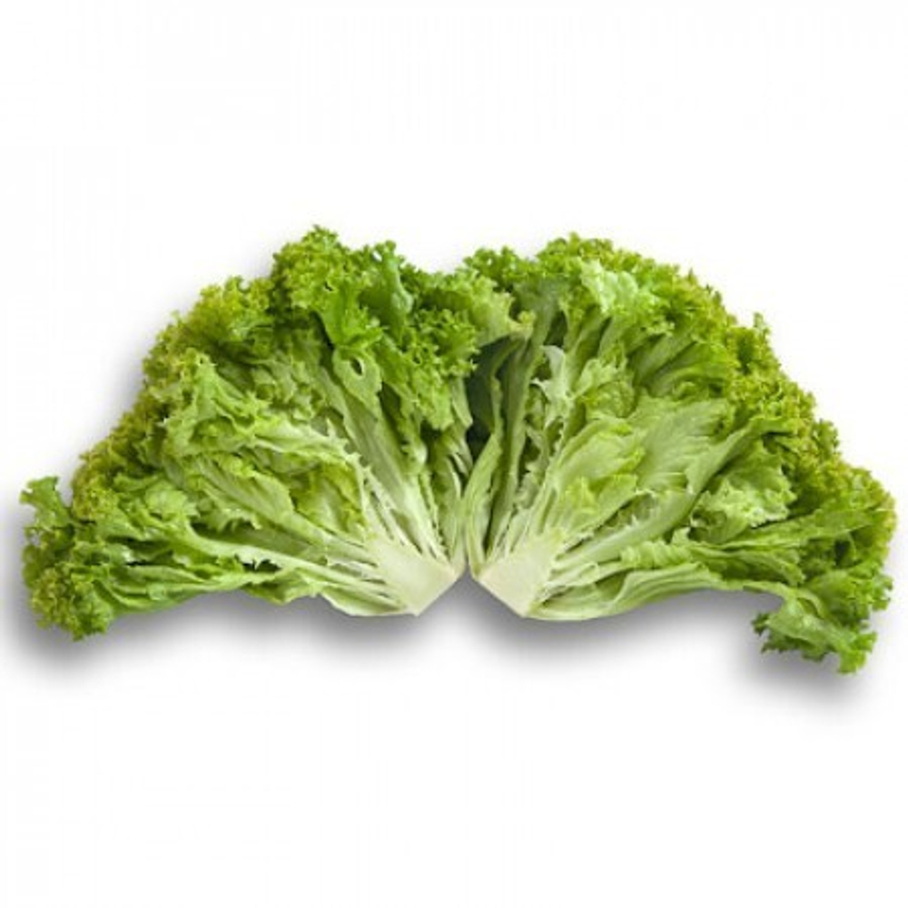 Локарно рз семена салата лолло блонда (Rijk Zwaan / Райк Цваан)