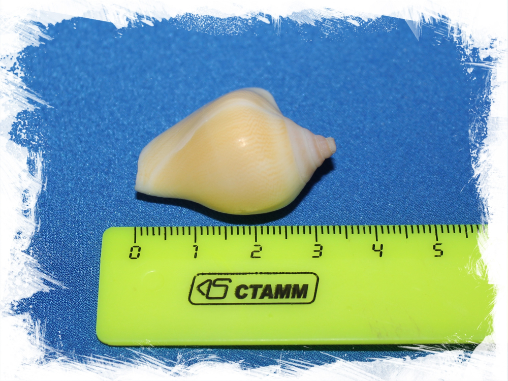 Стромбус Канариум, 4-6см, 1шт