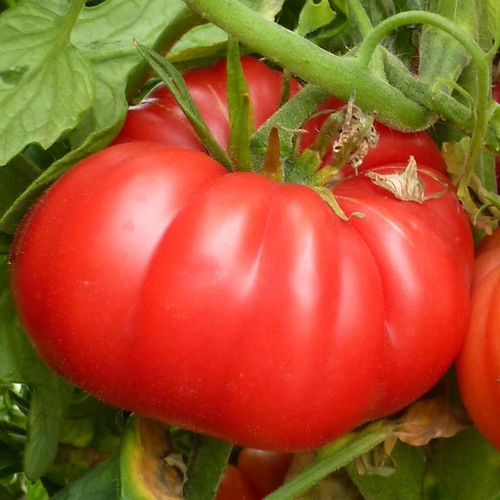 Помидоры - Ванский Розовый