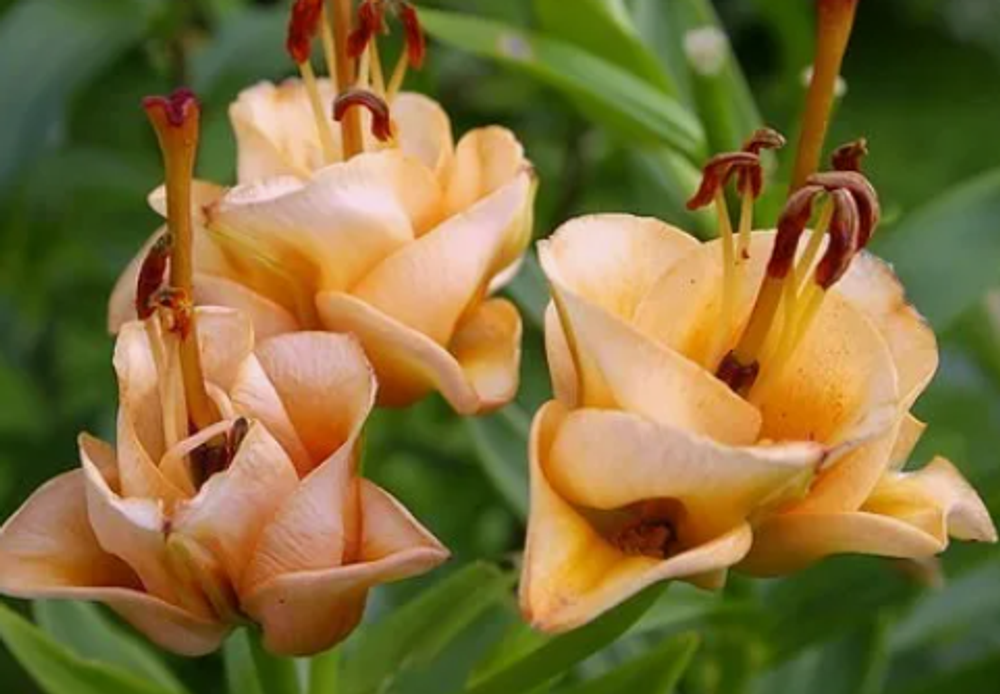 Лилия Априкот Фьюдж луковица март 2026