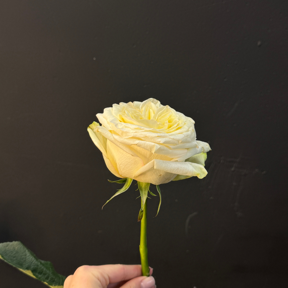 Роза Candlelight 45 см 1 шт
