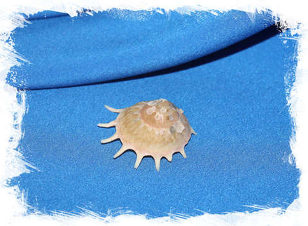 Стеллария солярис (Stellaria solaris) 3 см.