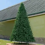 Большая елка "Клеопатра"