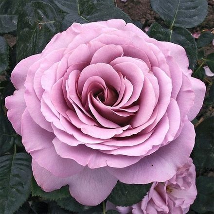 Блю Герл (Blue Girl)