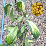 Хойя INCRASSATA MOONSHADOW