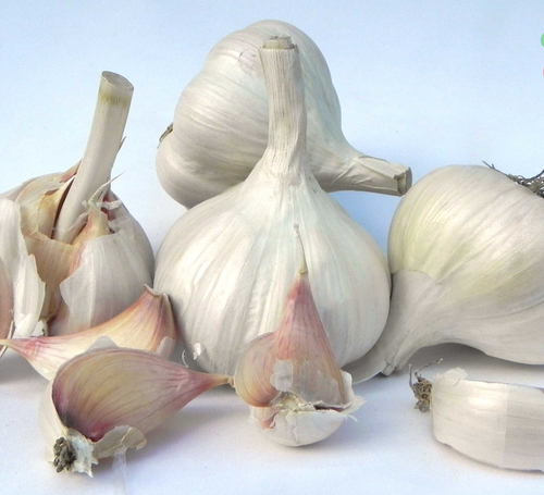 Чеснок озимый Кавалер