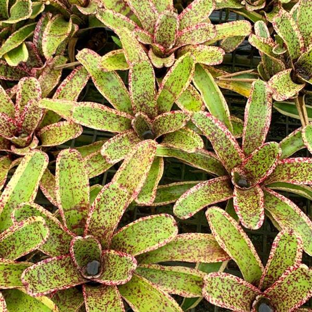 Неорегелия RED MIST