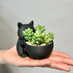Кот Мару