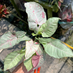 Сингониум (08) MILK CONFETTI