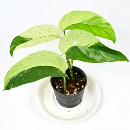 Монстера LANIATA VAR