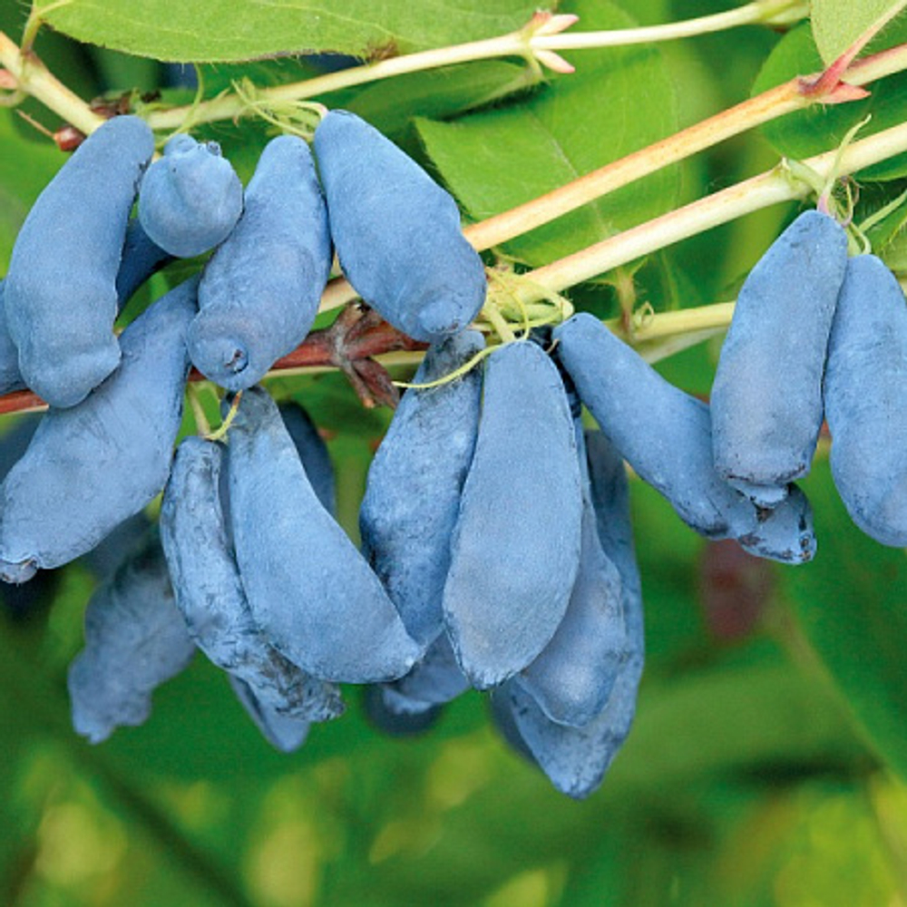 Жимолость Новинка