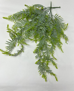 Папоротник ампельный