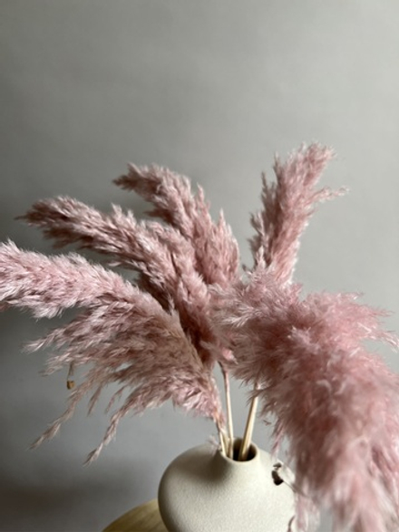 Тростник лилово-розовый