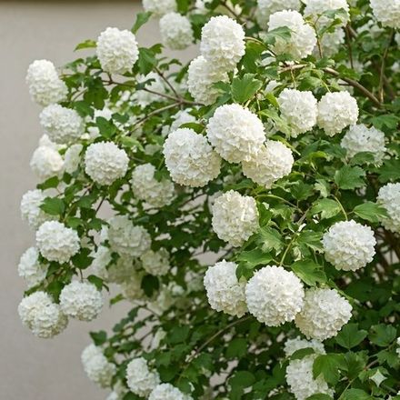 Калина Бульденеж