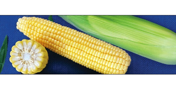 ГХ 6055 F1 семена кукурузы продукт