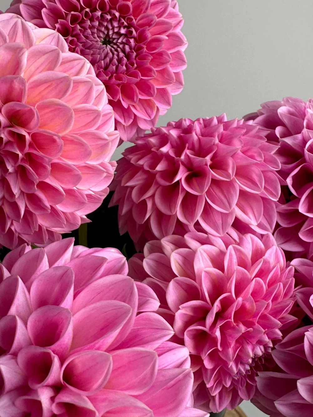 Георгин Sweet Fabienne (корень) Закупка М55 апрель 2026