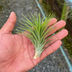 Тилландсия PAUL T (funckiana x ionantha)