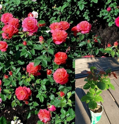 Роза Рен Саммю