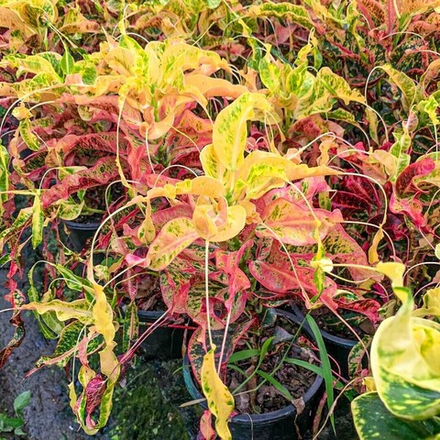 Кротон SOI RAYA