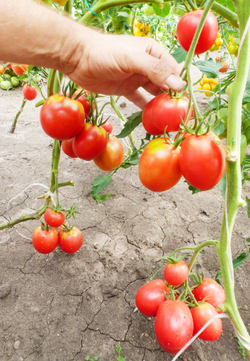 Помидоры Anna Russian — Анна