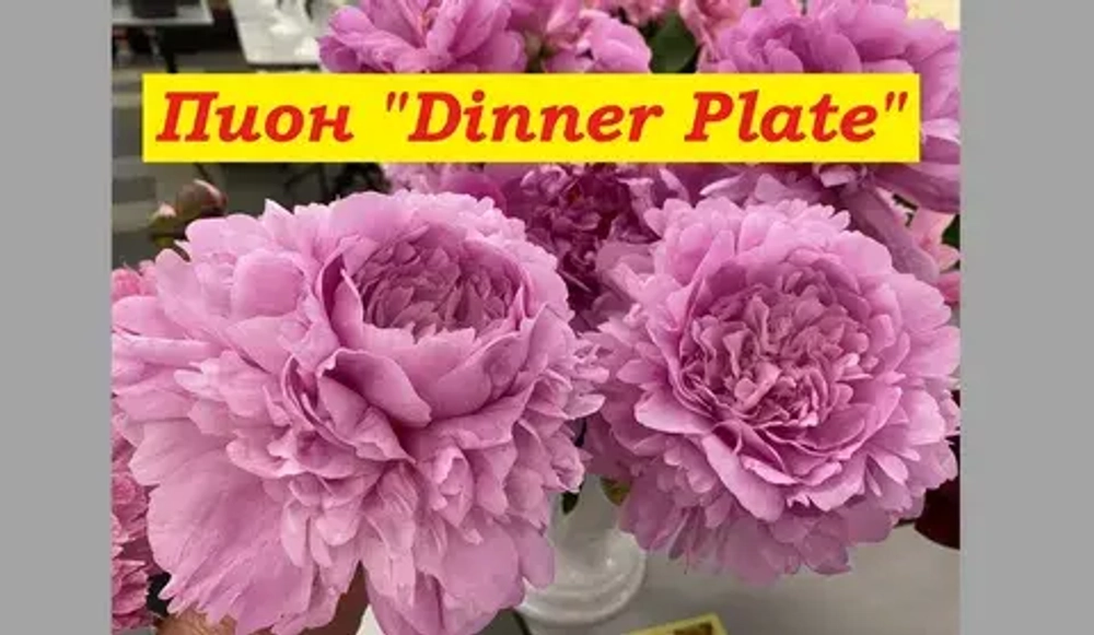 Пион Dinner Plate (корень 3/5 почек)